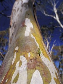 gum_tree